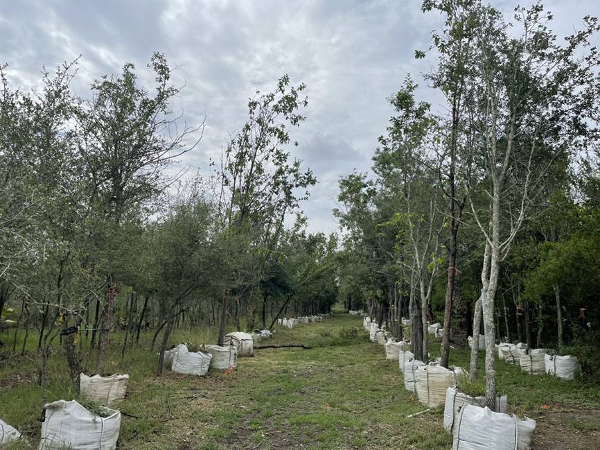 Paisajismo: Vivero en Nuevo León — Grupo ESAGA